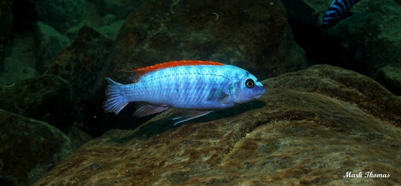 Labeotropheus trewavasae 'Mitande Reef (Rocks)'
